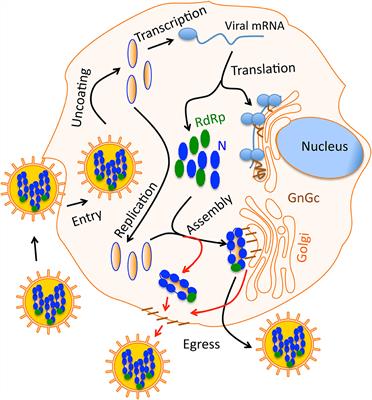 Hantavirus Induced Kidney Disease